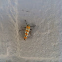 Ailanthus webworm moth