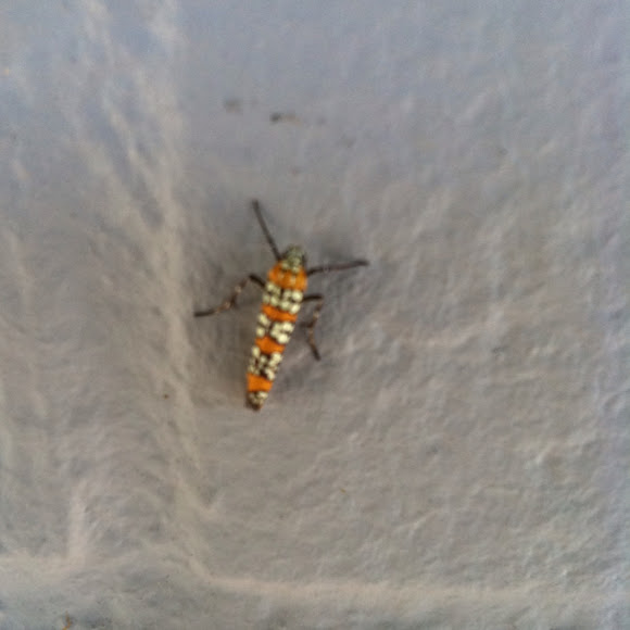 Spotting Image 1