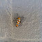 Ailanthus webworm moth