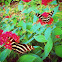 Zebra Longwing Butterfly