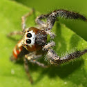 Jumping Spider