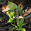 unknown plant
