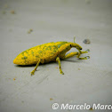 Stem-boring Weevil