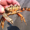 Shore crab