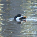 Lesser Scaup