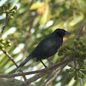Melodious Blackbird