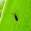 net-winged beetle