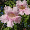 Pink Trumpet Vine