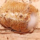egg case of a mantis