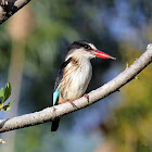 Brown-Hooded Kingfisher