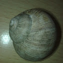 Burgundy Snail