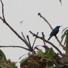 purple sunbird