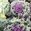 Kale