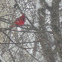 Cardinal
