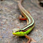 Asian Grass Lizard