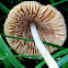 Psathyrella