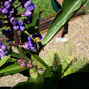 Bumble Bee