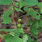 Muscadine