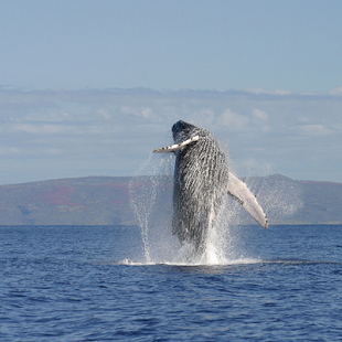 How to mod Huge Whale at rainy weather WP lastet apk for pc