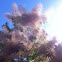 Smokebush