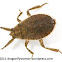 Giant Water Bug
