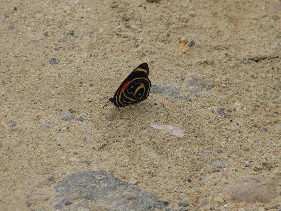 Spotting Image 1