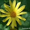 Canyon Sunflower