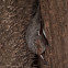 Bat