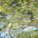 roufous backed shrike