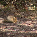 Fox squirrel