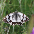 Iberian Marbled White