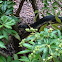 Black Racer
