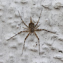 Two-tailed spider
