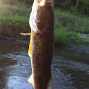 Walleye
