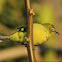 Cape White-eye