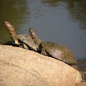 African helmeted turtle