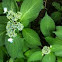 Lacecap Hydrangea