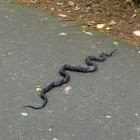 Black rat snake
