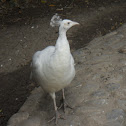 pavo real