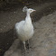 pavo real