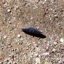 Red-spotted Purple