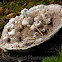 Bleeding Tooth Fungus