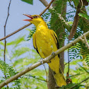 Black-naped Oriole