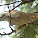 Jungle Babbler