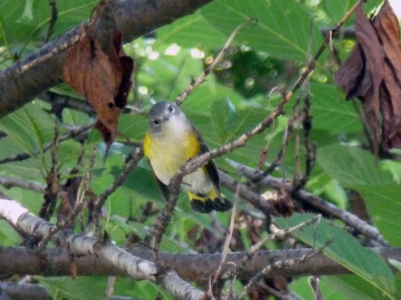 Spotting Image 1
