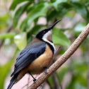 Eastern Spinebill