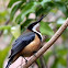 Eastern Spinebill