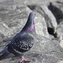 Rock Pigeon