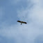Booted eagle