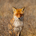 Fox